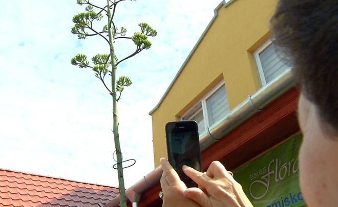 agave4.jpg