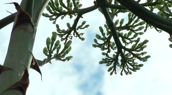 agave5.jpg