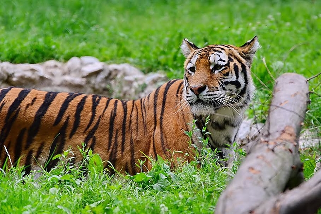 sziberiai_tigris_allatkert.jpg sziberiai_tigris_allatkert.jpg