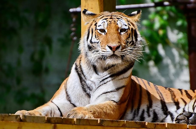 sziberiai_tigris_allatkert1.jpg sziberiai_tigris_allatkert1.jpg