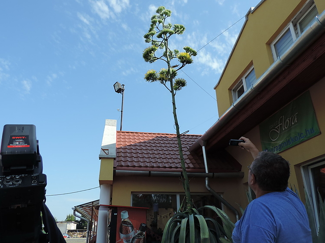 agave_170804_ki_06.jpg agave_170804_ki_06.jpg