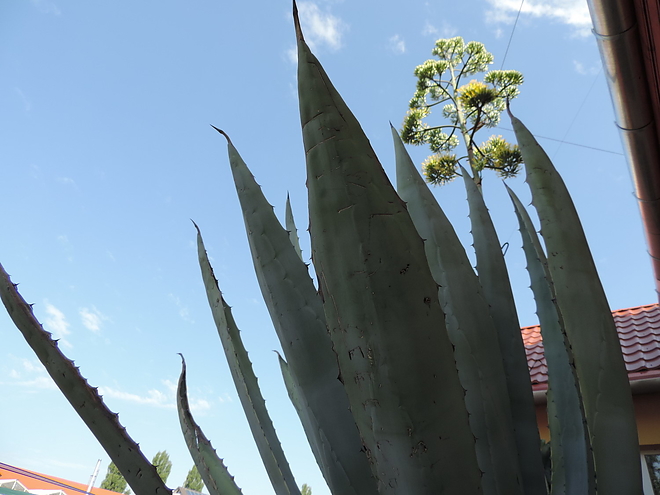 agave_170804_ki_09.jpg agave_170804_ki_09.jpg