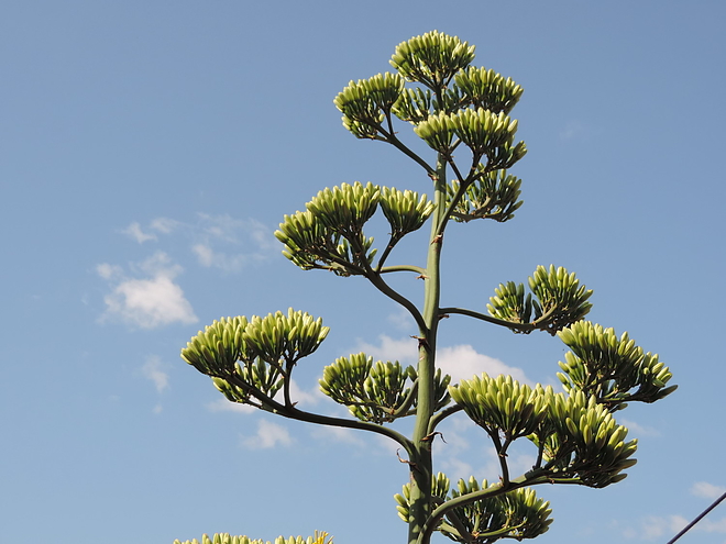 agave_170804_ki_19.jpg agave_170804_ki_19.jpg