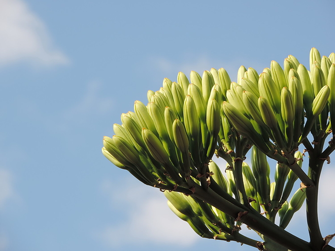 agave_170804_ki_20.jpg agave_170804_ki_20.jpg