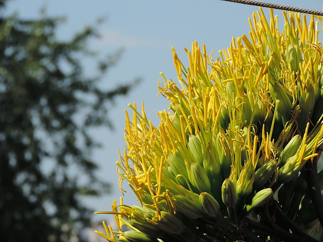 agave_170804_ki_22.jpg agave_170804_ki_22.jpg