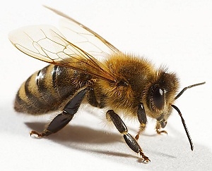 meh2.jpg