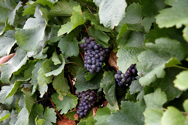 szolo_szuret_pingyom_160810_ja_10.jpg szolo_szuret_pingyom_160810_ja_10.jpg