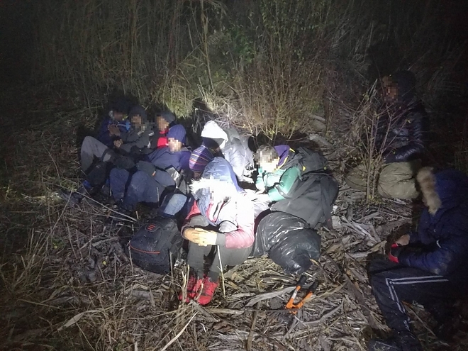 gumicsonak_rendor_migrans2.jpg