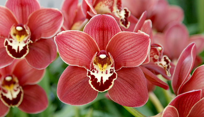 orchidea2.jpg orchidea2.jpg
