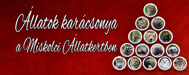 allatok-karacsonya-2017.jpg allatok-karacsonya-2017.jpg