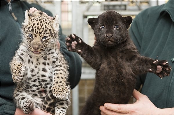 jaguarok.jpg jaguarok.jpg