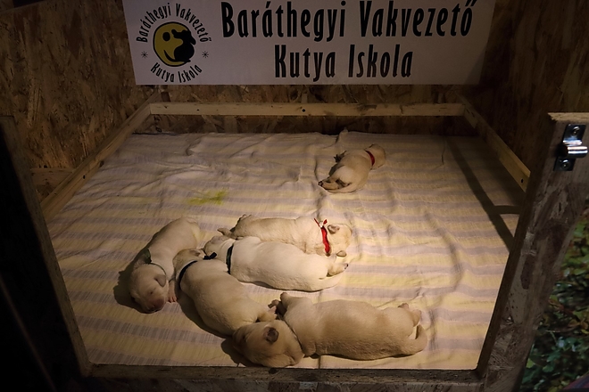 barathegyi_kutya_180126ml_2.jpg