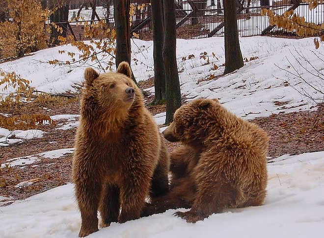 barnamedve_dorka_es_borka_miskolczoo.jpg