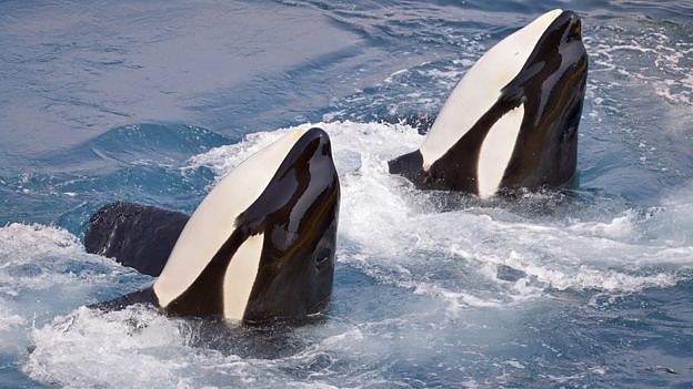 kardszarnyu_delfin_gyilkos_balna.jpg