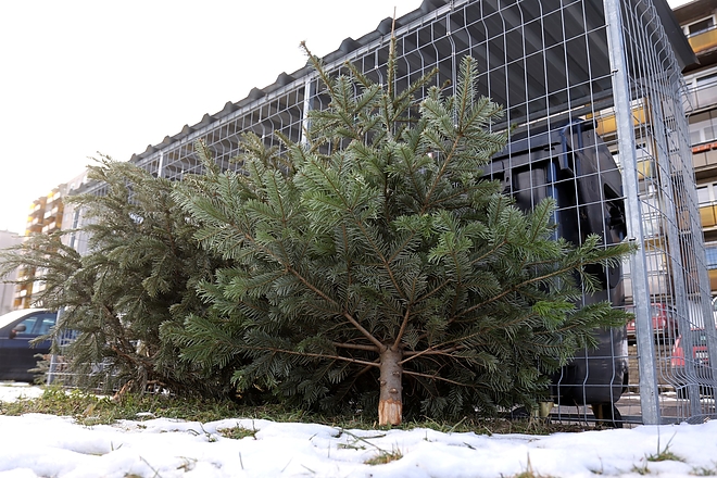 kidobott_fenyok_180119_ja_9.jpg kidobott_fenyok_180119_ja_9.jpg