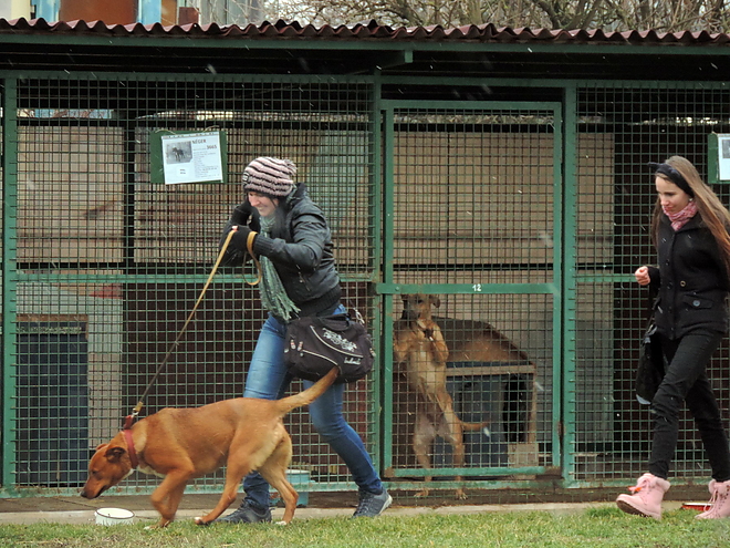 kutyasetaltatas_180113_vcs_16.jpg