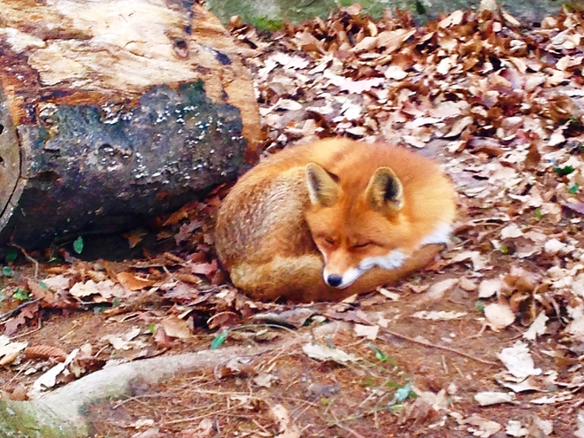 voros_roka_copyright_miskolczoo.jpg