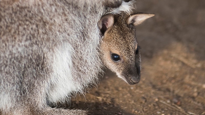 kenguru_kolyok_ill.jpg kenguru_kolyok_ill.jpg