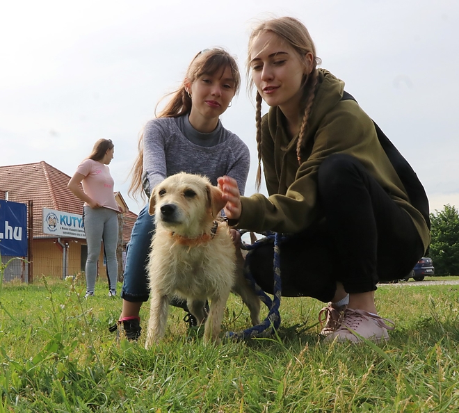 kutyagolas_180518ml_17.jpg