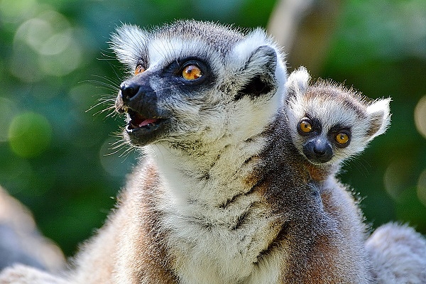 gyurusfarku_maki_allatkert_veresstamas_1.jpg gyurusfarku_maki_allatkert_veresstamas_1.jpg