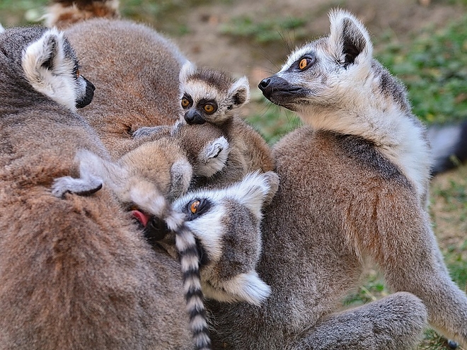 gyurusfarku_maki_allatkert_veresstamas_2.jpg gyurusfarku_maki_allatkert_veresstamas_2.jpg