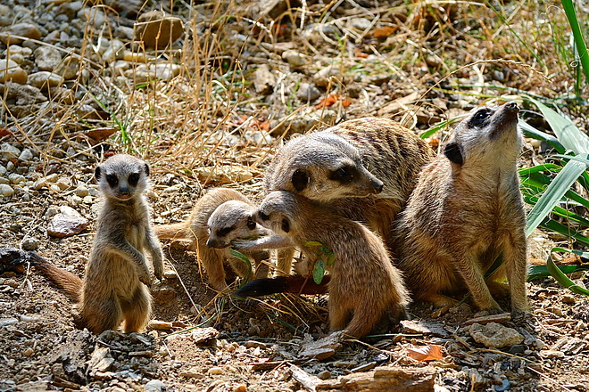 szurikata_kolykok_allatkert_veresstamas_1.jpg szurikata_kolykok_allatkert_veresstamas_1.jpg