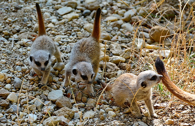 szurikata_kolykok_allatkert_veresstamas_2.jpg szurikata_kolykok_allatkert_veresstamas_2.jpg