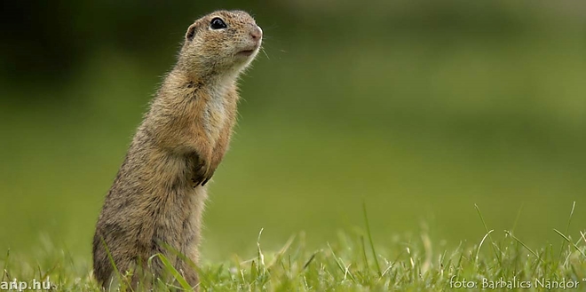 urge_orvvadasz_ill.jpg urge_orvvadasz_ill.jpg