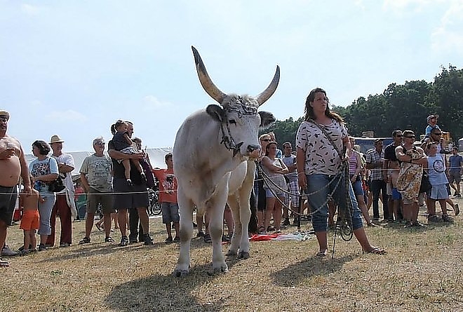 xharsany_szurkemarha_feszt.jpgqitokedl147sr.pagespeed.ic_.squjamxwyy.jpg xharsany_szurkemarha_feszt.jpgqitokedl147sr.pagespeed.ic_.squjamxwyy.jpg