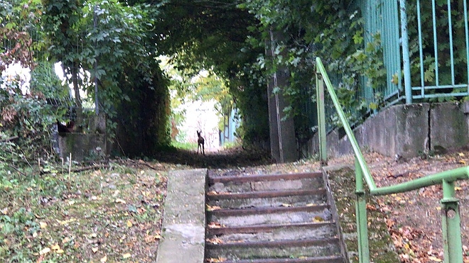 bodoteto_oz_ujmiskolconlattam_180929_1.jpg bodoteto_oz_ujmiskolconlattam_180929_1.jpg