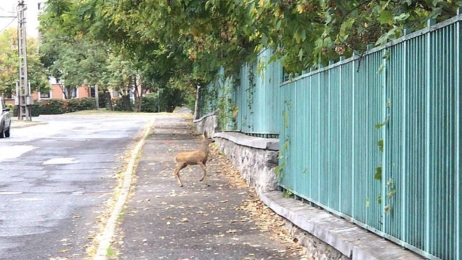 bodoteto_oz_ujmiskolconlattam_180929_2.jpg bodoteto_oz_ujmiskolconlattam_180929_2.jpg