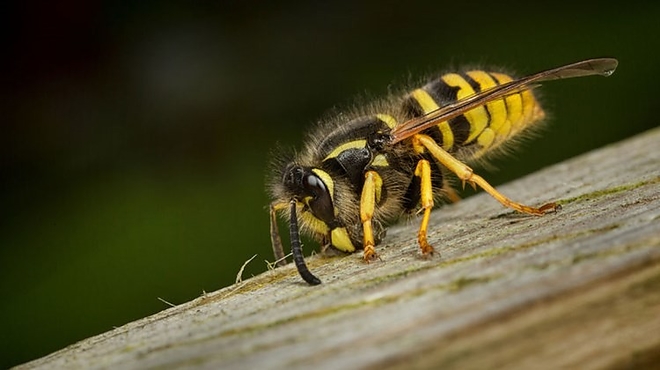 darazs_ill.jpg darazs_ill.jpg