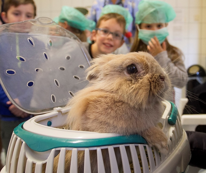 allatkorhaz_181004ml_21.jpg allatkorhaz_181004ml_21.jpg