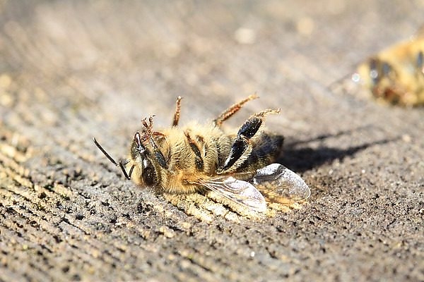 mehhalal.jpg mehhalal.jpg