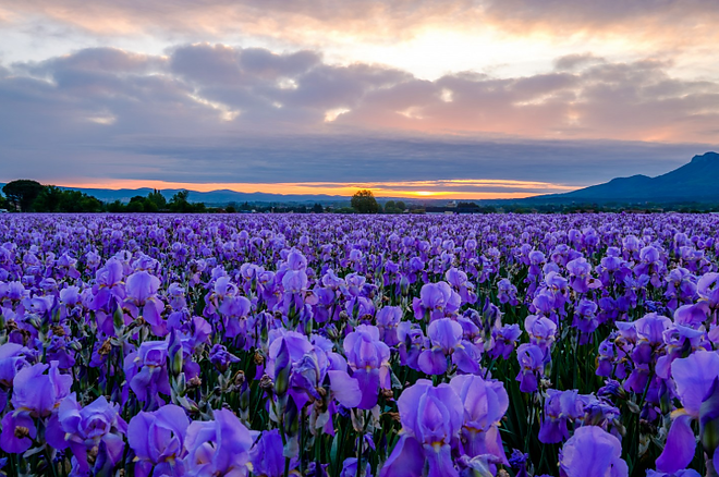 noszirom_parfum.png noszirom_parfum.png