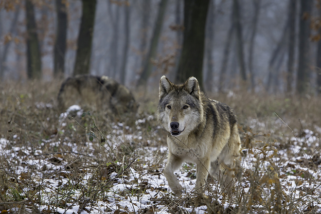 farkas.jpg farkas.jpg