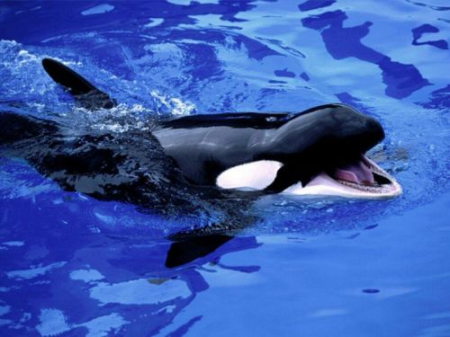 killer_whale.jpg