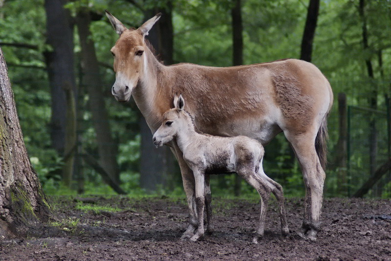 kulan.jpg