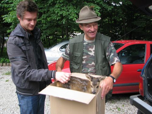 bambusz_gida2.jpg