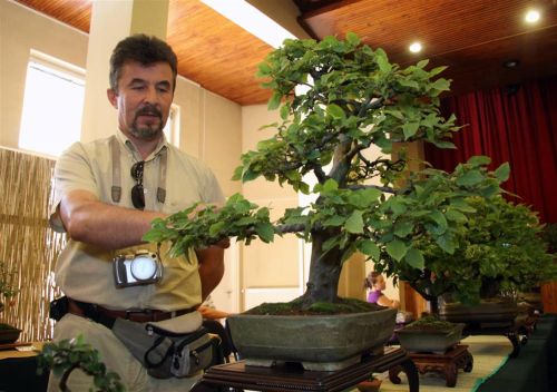 bonsai-kiallitas_120908ml_5.jpg