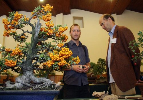 bonsai-kiallitas_120908ml_6.jpg