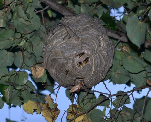 darazsfeszek_110816_vcs_2.jpg