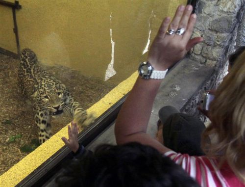 leopard_120525_ja_4.jpg