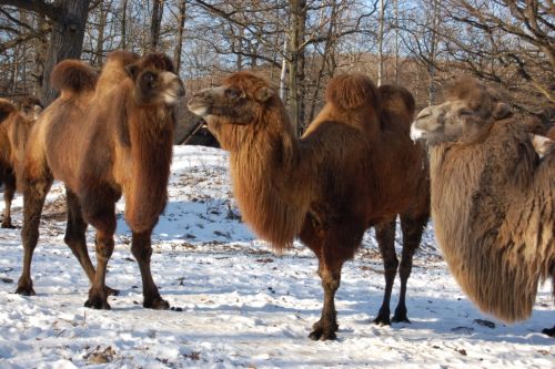 tevek_vt_120203.jpg