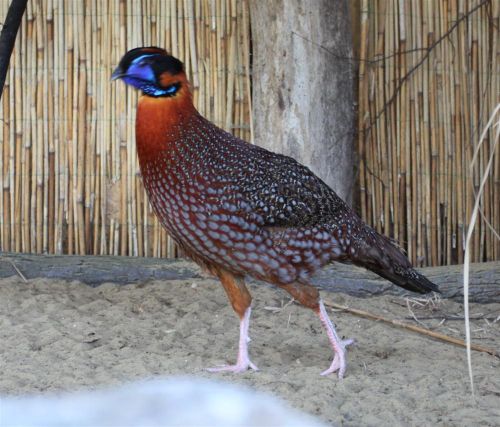 tragopan-120409ml_05.jpg