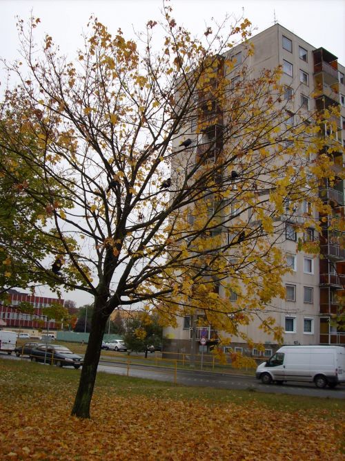 varjak111021_csl.jpg