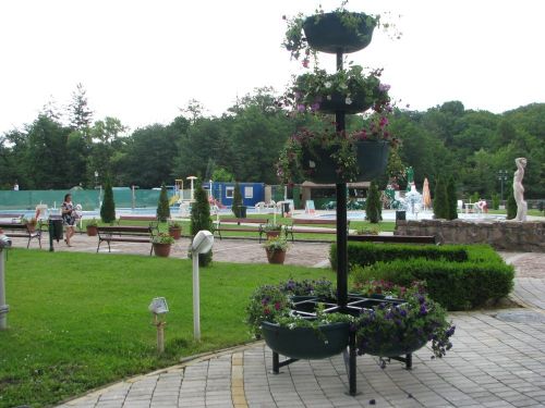 viragfatapolca120611_csl3.jpg