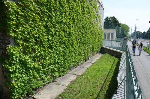 zoldfelulet_diosgyorigimn_130515_fkcs_2.jpg