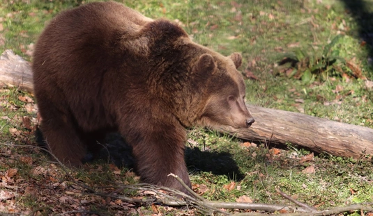 fotó : Mocsári László