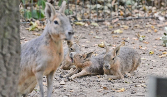 Fotók: Osztie Tibor